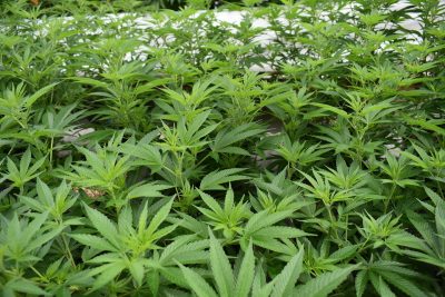 Saisie de six de tonnes cannabis au Sahara